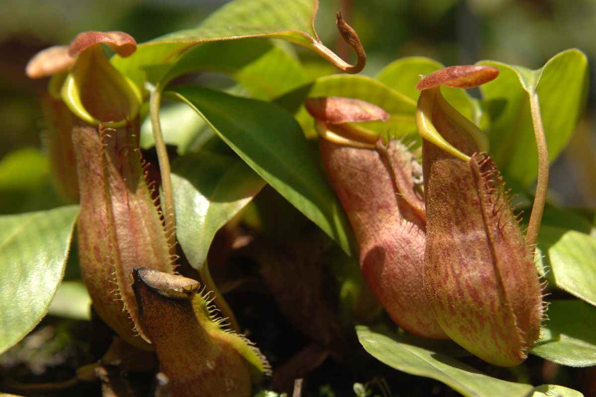 Nuova pianta carnivora già a a rischio